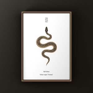 May include: Framed art print featuring a stylized illustration of a Ball Python. The snake is depicted in shades of brown and tan with white stripes, set against a white background. The text "Ball Python" and "Python regius 'Freeway'" is below the snake.