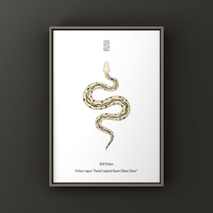 May include: A framed print featuring a detailed illustration of a Ball Python. The snake is depicted in a coiled pose with a cream-colored body and dark brown markings. The print includes the snake's scientific name and common name.