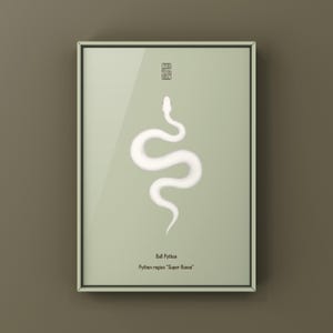 Super Russo Ball Python Python regius art print by The Morph Archive, leucistic snake artwork by Mingo X.