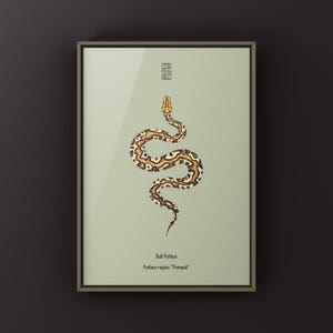Pompeii Ball Python Python regius art print by The Morph Archive, detailed ball python morph artwork.