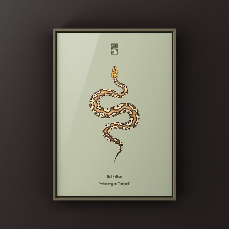 Pompeii Ball Python Python regius art print by The Morph Archive, detailed ball python morph artwork.