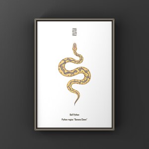 Banana Clown Ball Python (Python regius) Art Print, Biological Illustration, Snake Wall Decor
