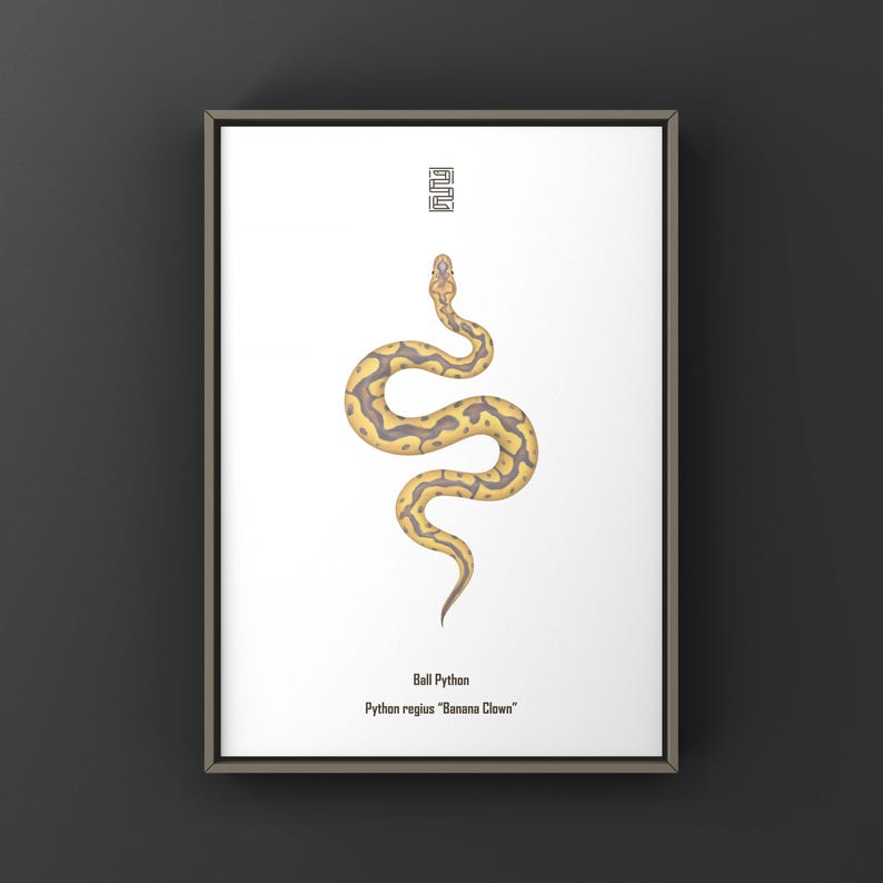 Banana Clown Ball Python Python regius art print by The Morph Archive, designer snake artwork by Mingo X.