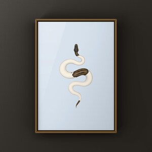 Cinnamon Pied Ball Python Python regius art print by The Morph Archive, piebald snake artwork by Mingo X.