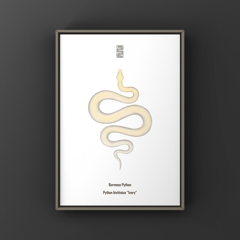 Ivory Burmese Python Python bivittatus art print by The Morph Archive, soft ivory-toned python artwork.