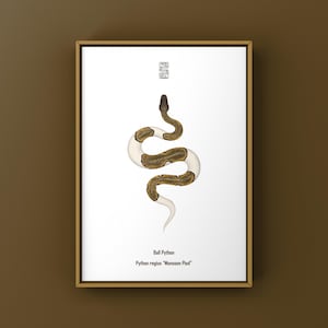 Può includere: Stampa artistica incorniciata con un'illustrazione stilizzata di un pitone reale, con un motivo bianco e marrone. L'opera d'arte include il testo "Ball Python" e "Python regius 'Monsoon Pied'" in un design minimalista.