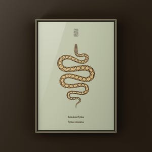 Reticulated Python Python reticulatus art print by The Morph Archive, python illustration by Mingo X.