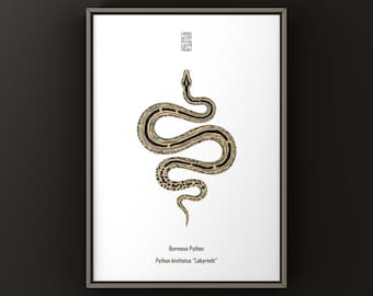 Labiryntowy pyton birmański (Python bivittatus) – wydruk artystyczny, ilustracja biologiczna, dekoracja ścienna z wężem