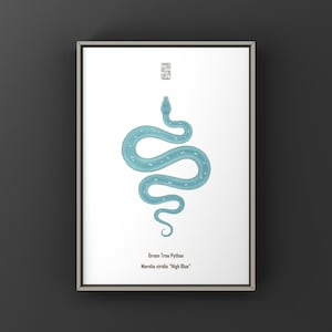 Può includere: Stampa artistica incorniciata con un'illustrazione stilizzata di un pitone arboricolo verde blu chiaro su sfondo bianco. Il serpente è raffigurato in una posa sinuosa. Il testo in basso recita "Green Tree Python" e "Morelia viridis 'High Blue'".