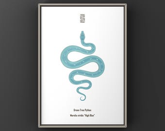 High Blue Green Tree Python Art Print (Morelia viridis) Art Print, Morph Python Illustration Featuring Clean Minimal Tonal Expression