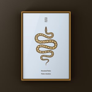 Reticulated Python Python reticulatus art print by The Morph Archive, python illustration by Mingo X.