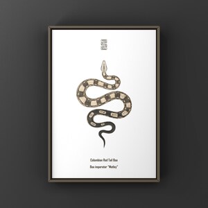 Może przedstawiać: Oprawiony wydruk z akwarelową ilustracją węża Boa czerwonogłowego kolumbijskiego. Wąż jest przedstawiony w odcieniach czerni, brązu i bieli na białym tle. Tekst na dole brzmi "Colombian Red Tail Boa, Boa imperator 'Motley'".