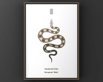 Lámina artística de boa de cola roja colombiana abigarrada (Boa imperator), ilustración biológica, decoración de pared con serpientes.