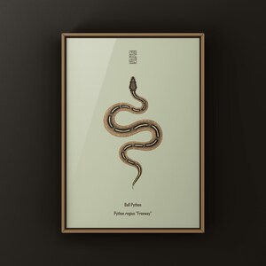 Freeway Ball Python Python regius art print by The Morph Archive, ball python morph illustration by Mingo X.