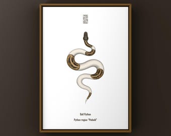 Pied Ball Python Art Print, Biological Illustration, Snake Wall Decor