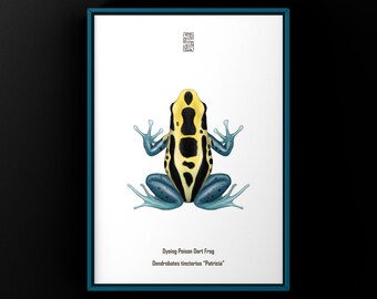 Impresión artística de la rana dardo venenosa (Dendrobates tinctorius) de Patricia Dyeing, ilustración biológica, decoración de pared con serpientes
