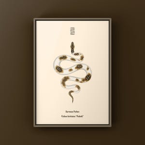 Piebald Burmese Python Python bivittatus art print by The Morph Archive, piebald snake artwork by Mingo X.