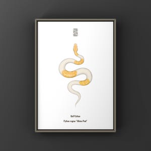 Può includere: Stampa incorniciata con un'illustrazione stilizzata di un pitone reale. Il serpente è bianco con segni giallo-arancio, su sfondo bianco. Include il testo "Ball Python" e "Python regius 'Albino Pied'".
