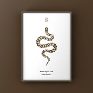 Op de afbeelding: Een ingelijste print met een gestileerde illustratie van een Western Hognose Snake. De slang is bruin en beige met een patroon. De print bevat de naam en wetenschappelijke classificatie van de slang.