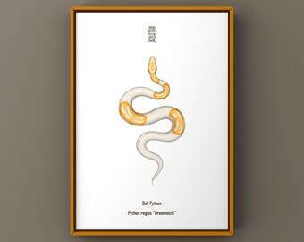 Impresión artística de pitón bola Dreamsicle, ilustración biológica, decoración de pared con serpientes