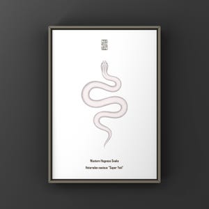 May include: A framed print featuring a white Western Hognose Snake, Heterodon nasicus Super Yeti, centred on a white background. Above the snake is a small black square logo, and below it is the text Western Hognose Snake Heterodon nasicus Super Yeti.