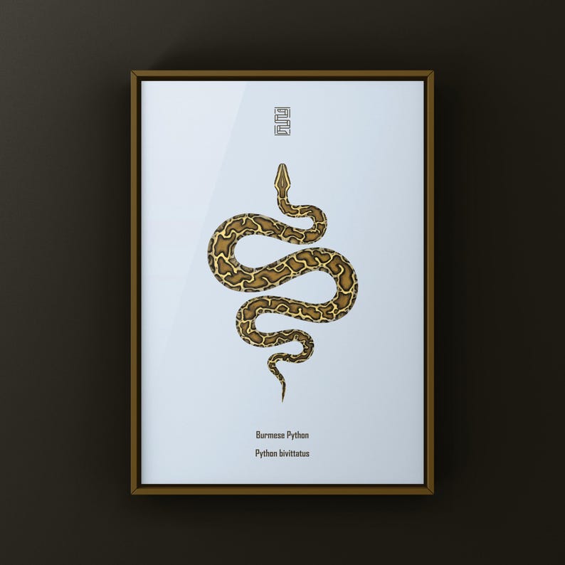 Burmese Python Python bivittatus art print by The Morph Archive, large snake artwork by Mingo X.