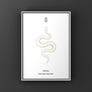 Super Russo Ball Python (Python regius) Art Print, Biological Illustration, Snake Wall Decor