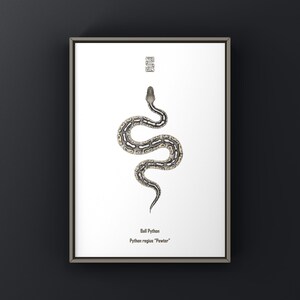Pewter Ball Python (Python regius) Art Print, Biological Illustration, Snake Wall Decor