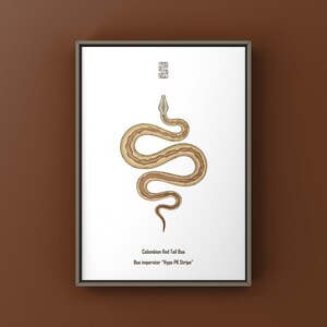 Może przedstawiać: Oprawiony wydruk z szczegółową ilustracją węża Boa czerwonogoniasty kolumbijski. Wąż przedstawiony jest w odcieniach brązu i beżu z wzorem. Tekst poniżej brzmi "Colombian Red Tail Boa" i "Boa imperator 'Hypo PK Stripe'".