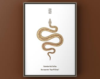 Lámina artística de boa de cola roja colombiana (Boa imperator) con rayas hipomelanísticas, ilustración biológica, decoración de pared con forma de serpiente.