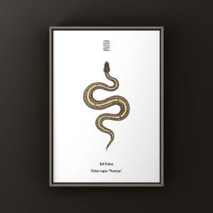 May include: Framed print showing a detailed illustration of a Ball Python, Python regius "Pinstripe". The snake is depicted in brown, grey, and yellow against a white background. The print includes the snake's name and species.
