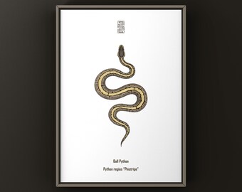 Impresión artística de pitón bola a rayas, ilustración biológica, decoración de pared de serpiente