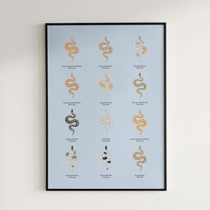 Ball Python poster series 2 Python regius advanced morph collection art print by The Morph Archive, designer snake artwork by Mingo X.