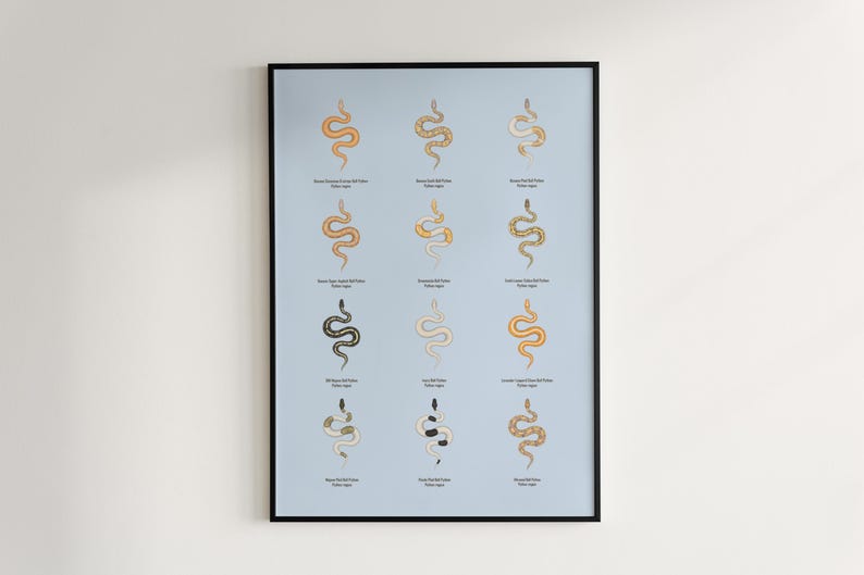 Ball Python poster series 2 Python regius advanced morph collection art print by The Morph Archive, designer snake artwork by Mingo X.