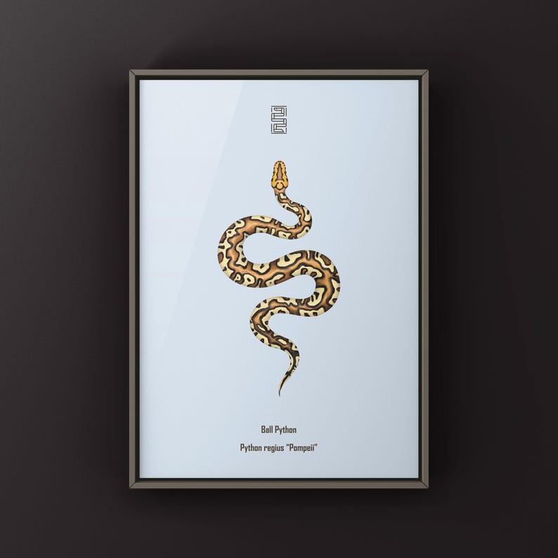 Pompeii Ball Python Python regius art print by The Morph Archive, detailed ball python morph artwork.