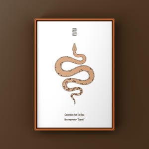 Op de afbeelding: Een ingelijste print met een gestileerde illustratie van een Colombiaanse Rode-Staartboa. De slang is afgebeeld in bruin- en beigetinten met donkere markeringen. De print bevat de wetenschappelijke naam en staat op een witte achtergrond.
