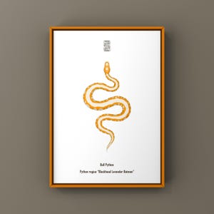 Può includere: Una stampa incorniciata con un'illustrazione stilizzata di un pitone reale. Il serpente è arancione e bianco su sfondo bianco. La stampa include il testo "Ball Python" e "Python regius 'Blackhead Lavender Batman'". La cornice è arancione.