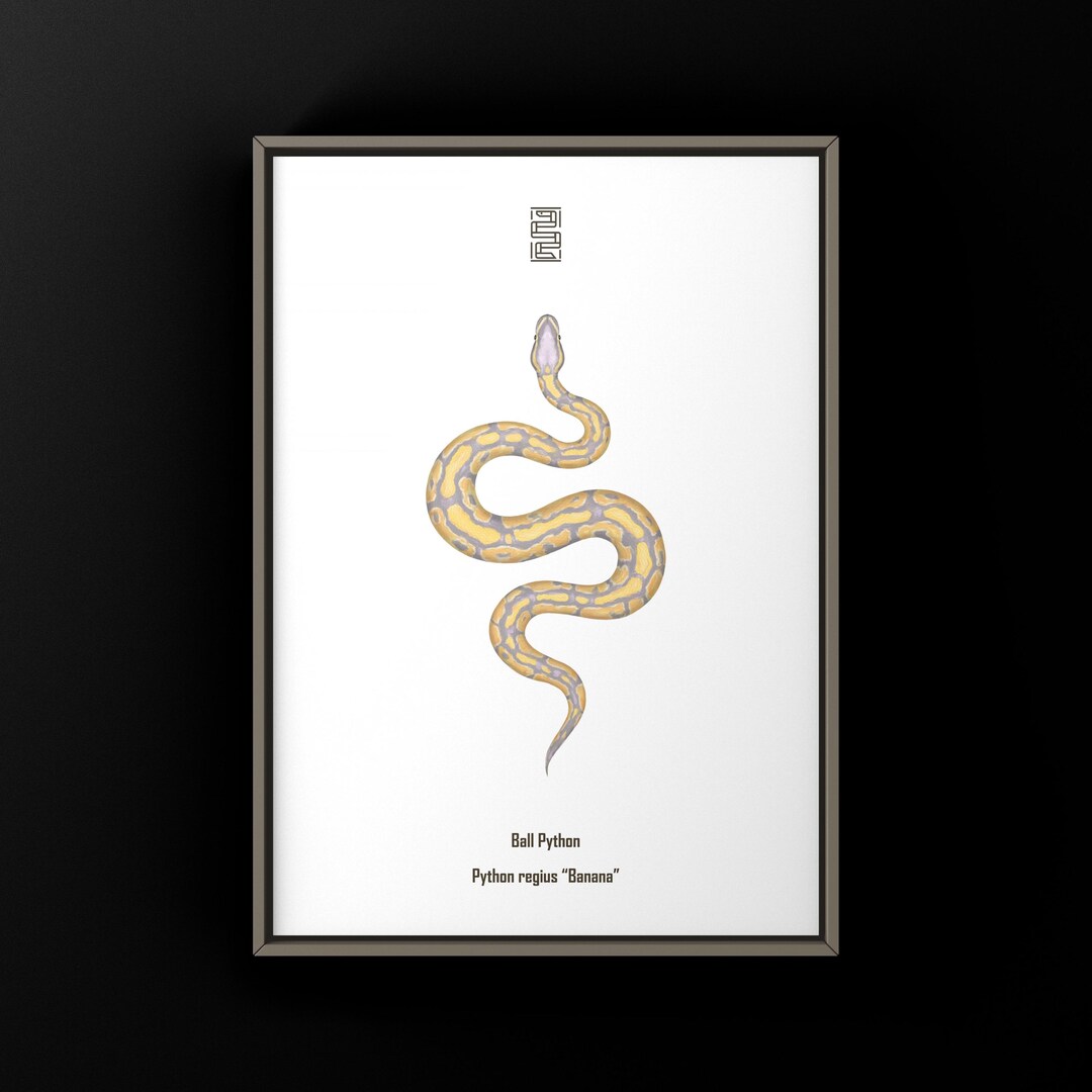 Banana Ball Python Art Print, Biological Illustration, Snake Wall Decor ...