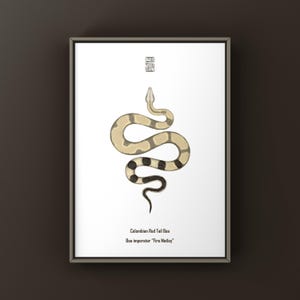 Op de afbeelding: Een ingelijste print met een aquarel illustratie van een Colombiaanse Rode Staart Boa slang. De slang is afgebeeld in tinten beige, zwart en crème tegen een witte achtergrond. De tekst "Colombian Red Tail Boa" en "Boa imperator 'Fire Motley'" staat eronder.