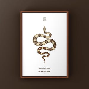 Op de afbeelding: Een ingelijste print met een gedetailleerde illustratie van een Colombiaanse roodstaartboa-slang. De slang is afgebeeld in bruin en crème tegen een witte achtergrond. De tekst onderaan luidt "Colombian Red Tail Boa Boa imperator "Jungle".