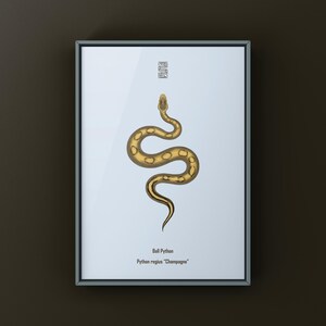 Champagne Ball Python Python regius art print by The Morph Archive, ball python morph illustration by Mingo X.
