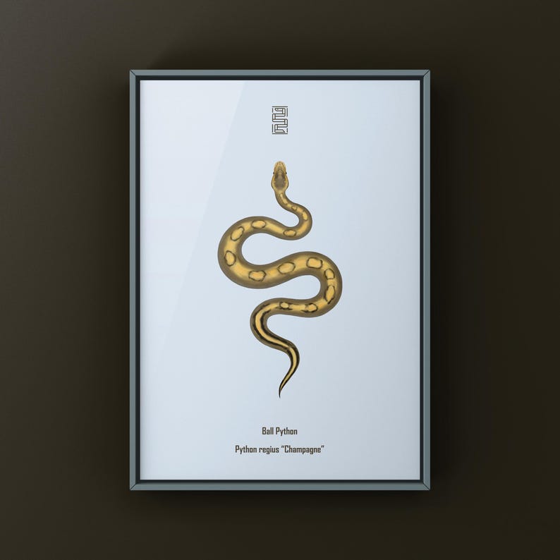 Champagne Ball Python Python regius art print by The Morph Archive, ball python morph illustration by Mingo X.