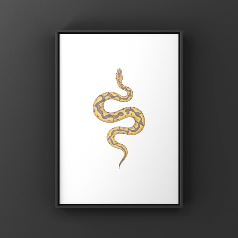 Banana Clown Ball Python Python regius art print by The Morph Archive, designer snake artwork by Mingo X.