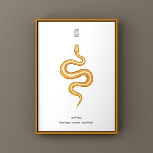 May include: A framed print showing a stylized illustration of a Ball Python. The snake is orange and white, with a detailed pattern. The print includes the text "Ball Python" and "Python regius 'Lavender Leopard Clown'".