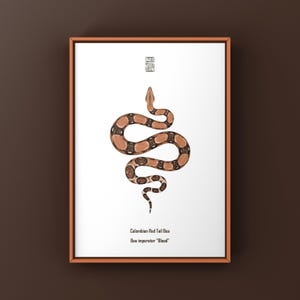 May include: A framed print featuring a central illustration of a Colombian Red Tail Boa snake with brown and black patterned scales on a white background. The text reads Colombian Red Tail Boa and Boa imperator Blood with a small square logo.