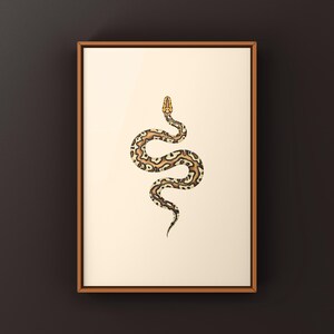 Pompeii Ball Python Python regius art print by The Morph Archive, detailed ball python morph artwork.