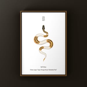 May include: A framed print featuring a stylized illustration of a Ball Python snake. The snake is white with orange and black markings. The print includes the text "Ball Python" and the scientific name "Python regius Super Orange Dream Yellowbelly Pied."