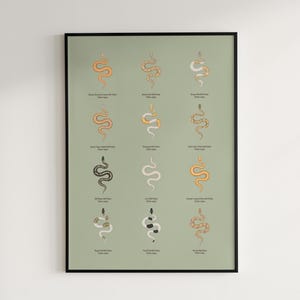 Ball Python poster series 2 Python regius advanced morph collection art print by The Morph Archive, designer snake artwork by Mingo X.