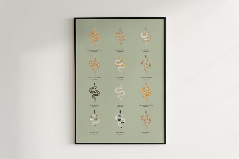 Ball Python poster series 2 Python regius advanced morph collection art print by The Morph Archive, designer snake artwork by Mingo X.