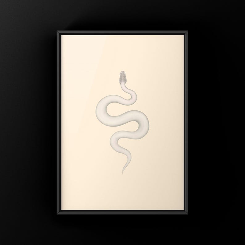 Super Mojave Ball Python Python regius art print by The Morph Archive, leucistic snake artwork by Mingo X.